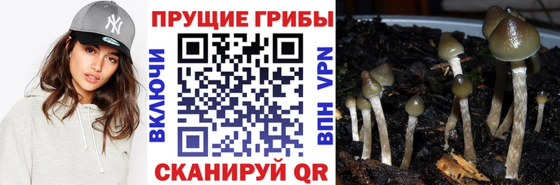 Купить где  Великие Луки  Псилоцибиновые грибы Magic Shrooms 